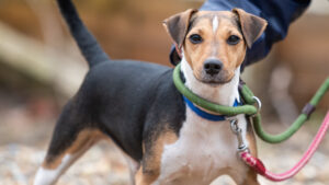 Max: Jack Russell