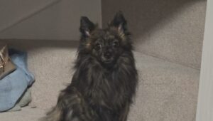 Axel