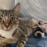 Penny and kittens