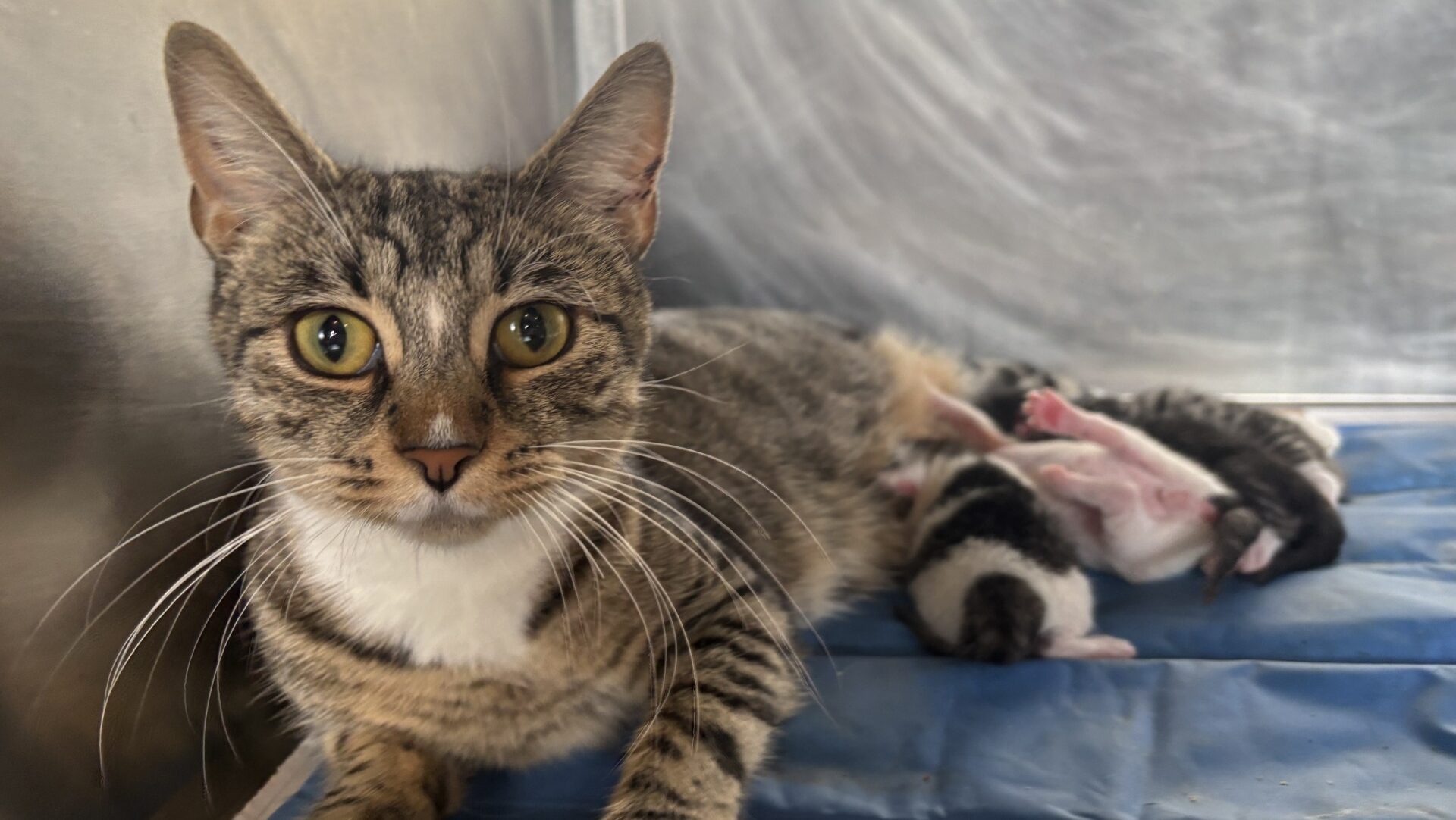 Penny and kittens