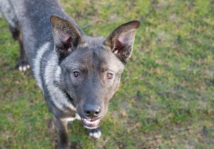 Baloo: Shepherd/Husky X