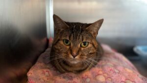 Barbarella: Domestic Short hair