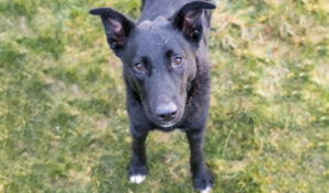 Barney: Shepherd/Husky X