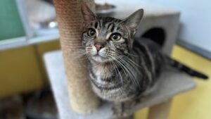 Bella: Domestic shorthair
