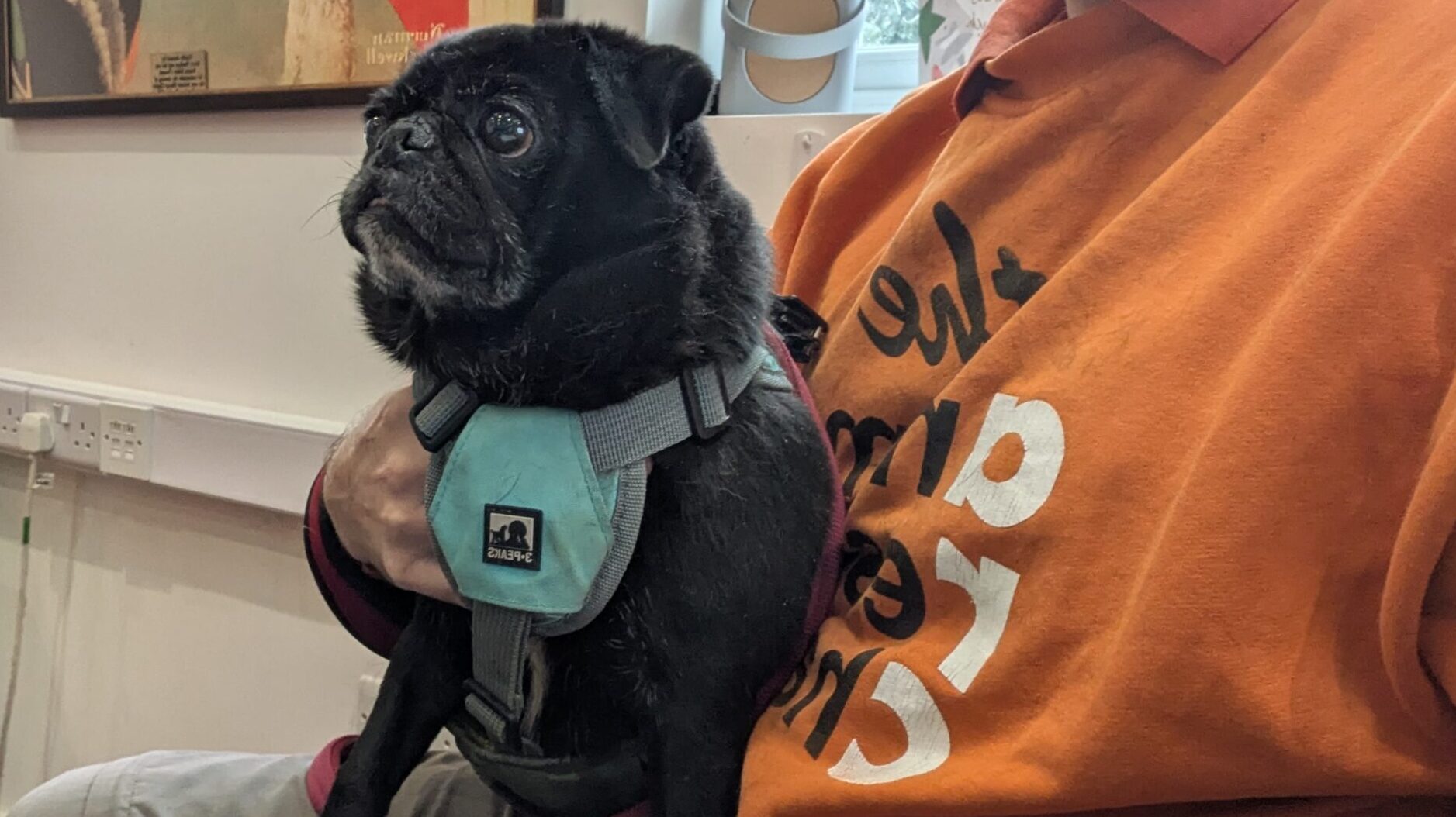 Bilbo, a 4 years old female Pug X Terrier available for adoption from Animal Rescue Charity in Hertfordshire