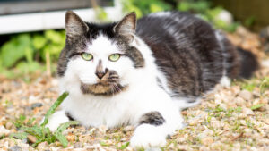 Cas: Domestic Shorthair