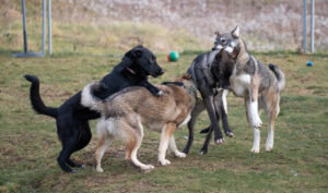 Dog vaccinations