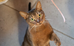 Bree: Abyssinian