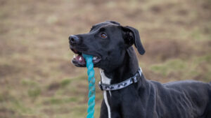 Chase: Staffy / Lurcher Crossbreed