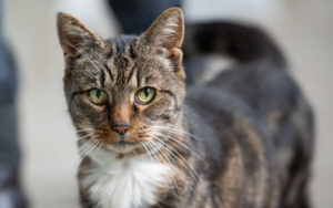 Daisy: Domestic Shorthair