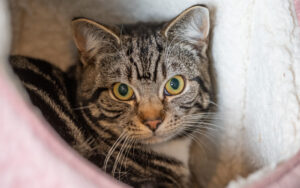Mr Tabby: Domestic Shorthair