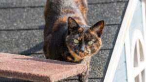 Tabs: Domestic Shorthair