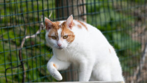 Mandu: Domestic Short Hair
