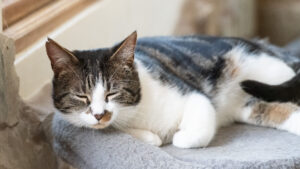 Teddy: Domestic Shorthair