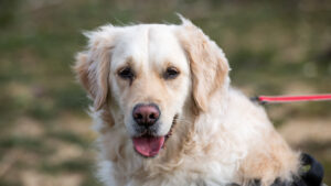 Molly: Golden Retriever