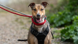 Roxy: Lurcher / Staffy Crossbreed