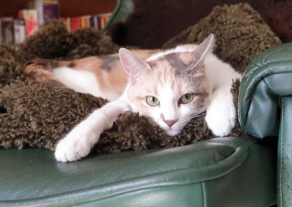 Dani