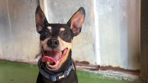 Doby