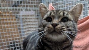 Draco: Domestic shorthair
