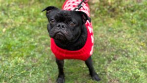 Ghost: Pug x Frenchie