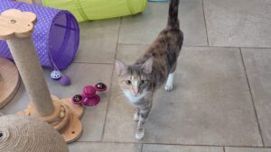 Gigi and kittens