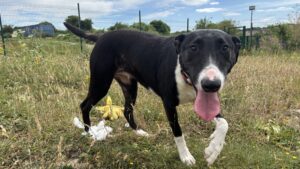 Narla: Bull Terrier cross