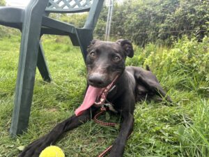 Jet: Lurcher
