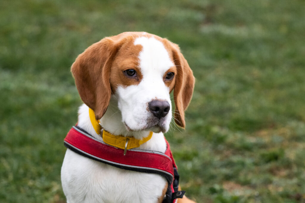 Picture of a Beagle
