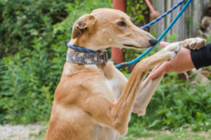 Leggy, Lovable Lurcher Type Dogs