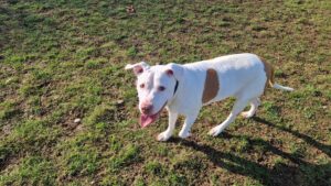 Mia: Crossbreed