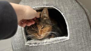 Millie: Domestic shorthair