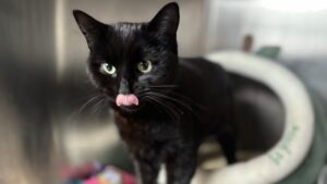 Moonlight: Domestic shorthair