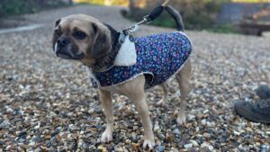 Nelson: Pug X Beagle