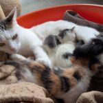 Lolo’s Kittens