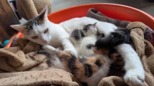 Lolo’s Kittens