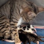 Penny and kittens