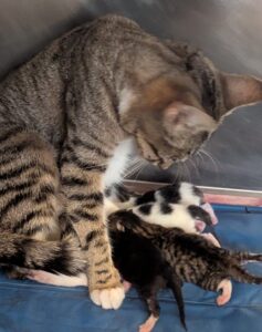 Penny and kittens