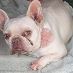 Isla *28 day waiting period for current registered owner*
