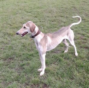 Pebble: Lurcher