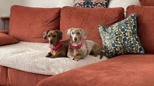Tink & Belle: Dachshunds