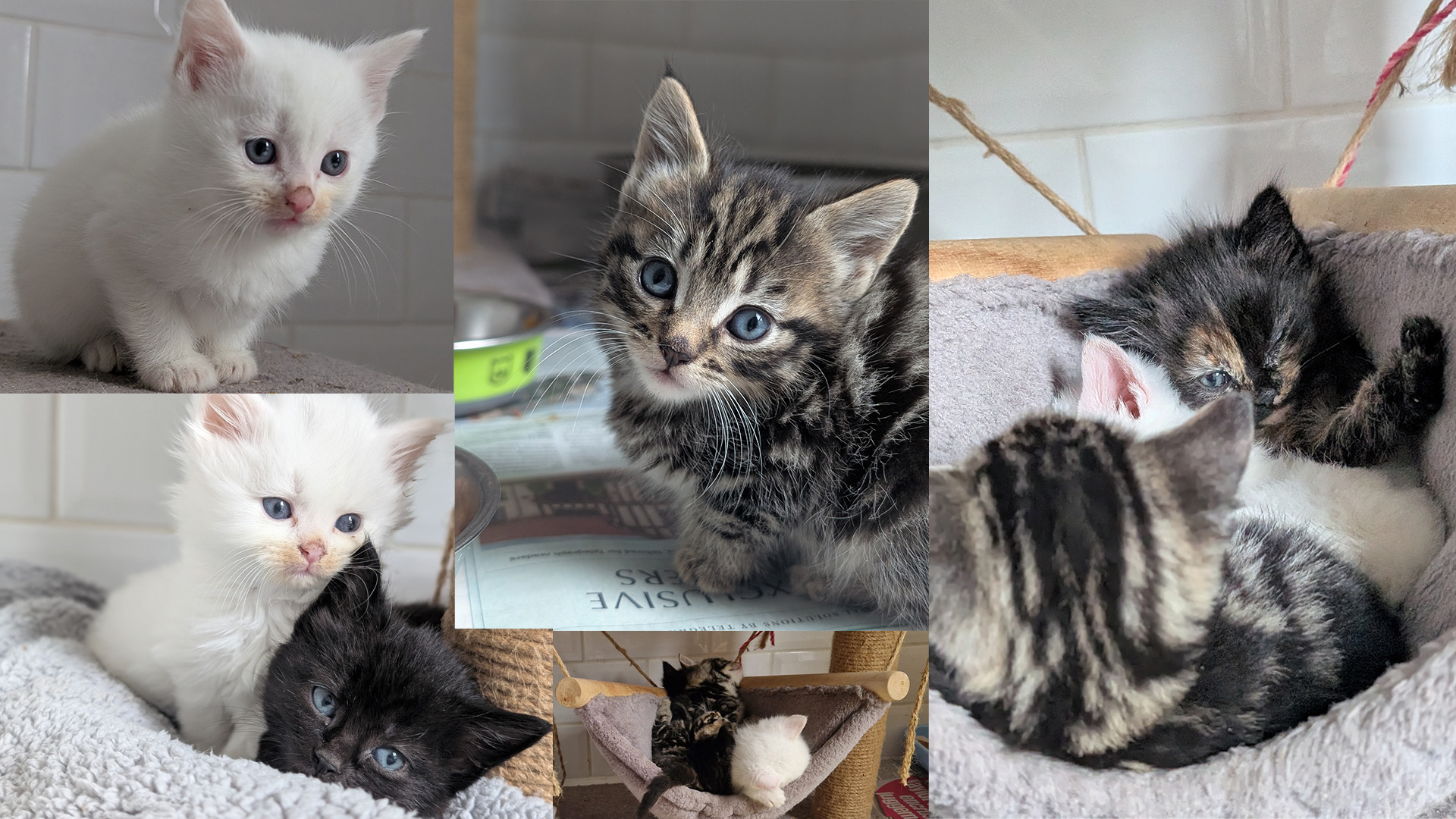 Willow's kittens