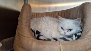 Tiffany & Chanel: Persian