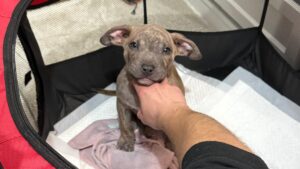 Dobby: Staffy puppy