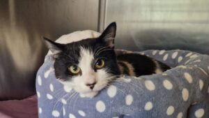 King: Domestic shorthair
