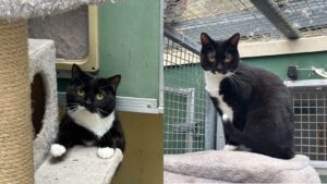 Poppy & Nori: Domestic shorthair