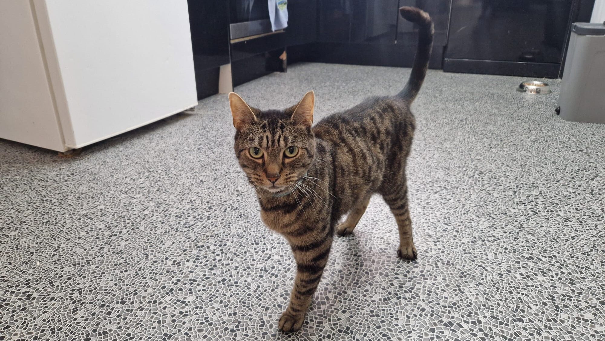 Leo
