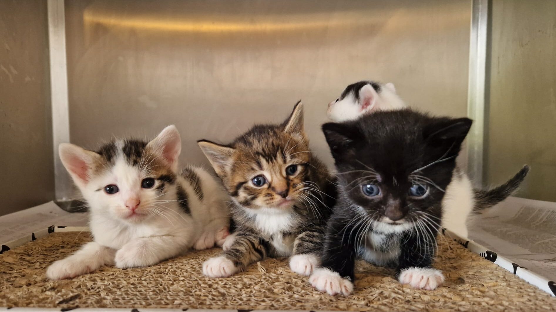 Penny's Kittens: Tuppence, Nickel, Dime & Shilling