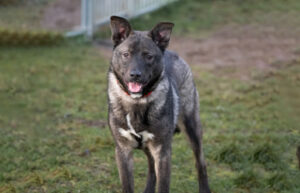 Baloo