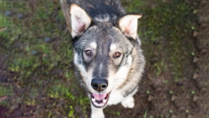 Bodo: Husky / Alsatian Crossbreed