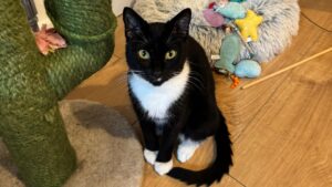 Bubble: Domestic Shorthair cat